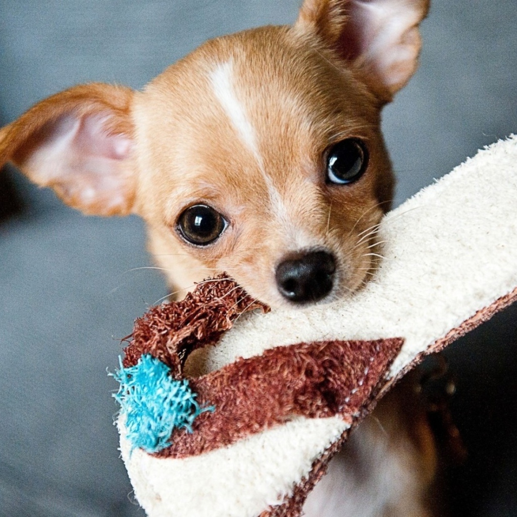 Собака породы чихуахуа с тапком в зубах