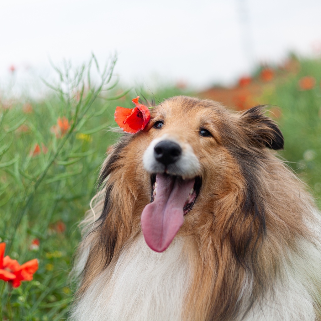 Колли с высунутым языком сидит в траве