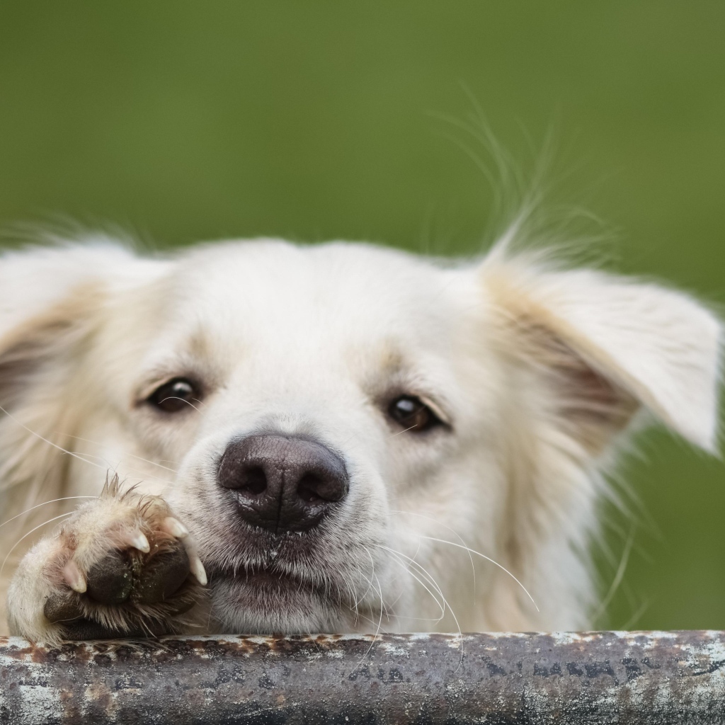 Любопытный белый пес 