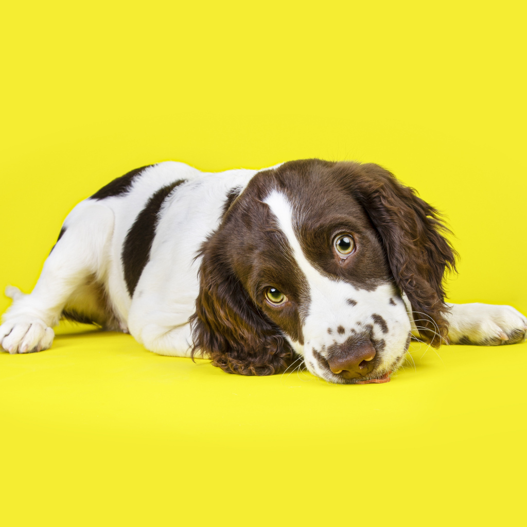 Милый щенок спаниеля на желтом фоне