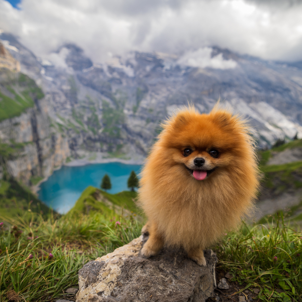 Милый шпиц стоит на камне