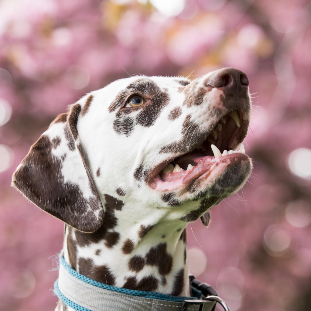 Морда далматина с открытым ртом