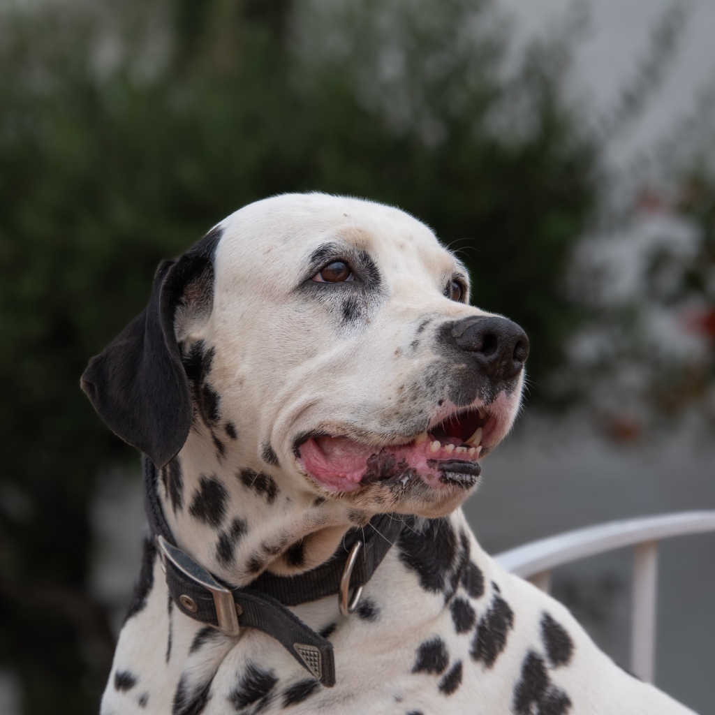 Далматин с открытой пастью 