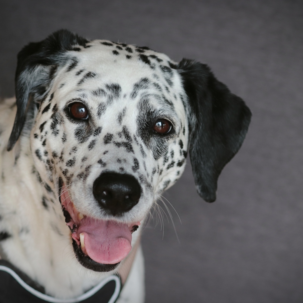 Далматин с открытой пастью на сером фоне