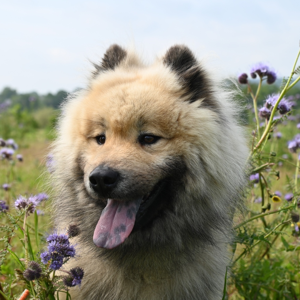 Щенок евразийской породы с высунутым языком
