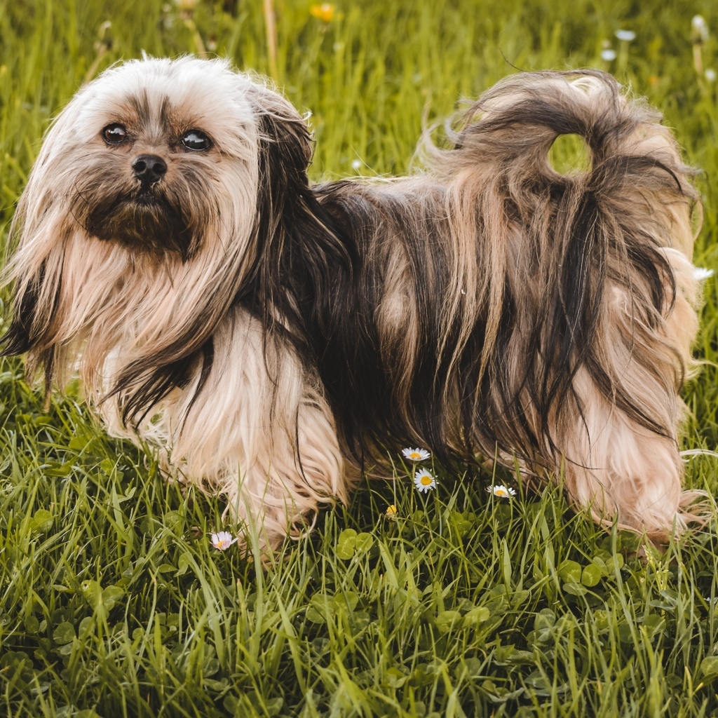 Пушистая русская  цветная болонка стоит на зеленой траве