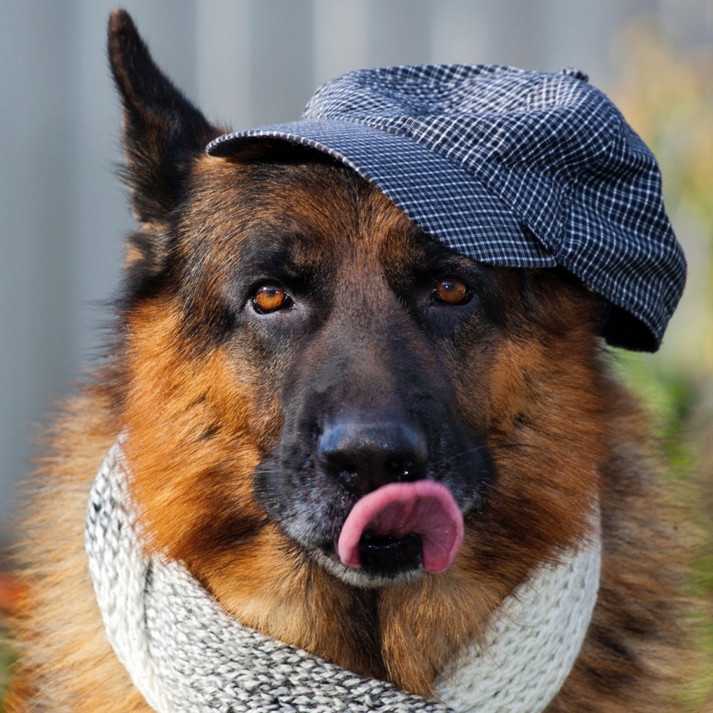 Немецкая овчарка в кепке и шарфе