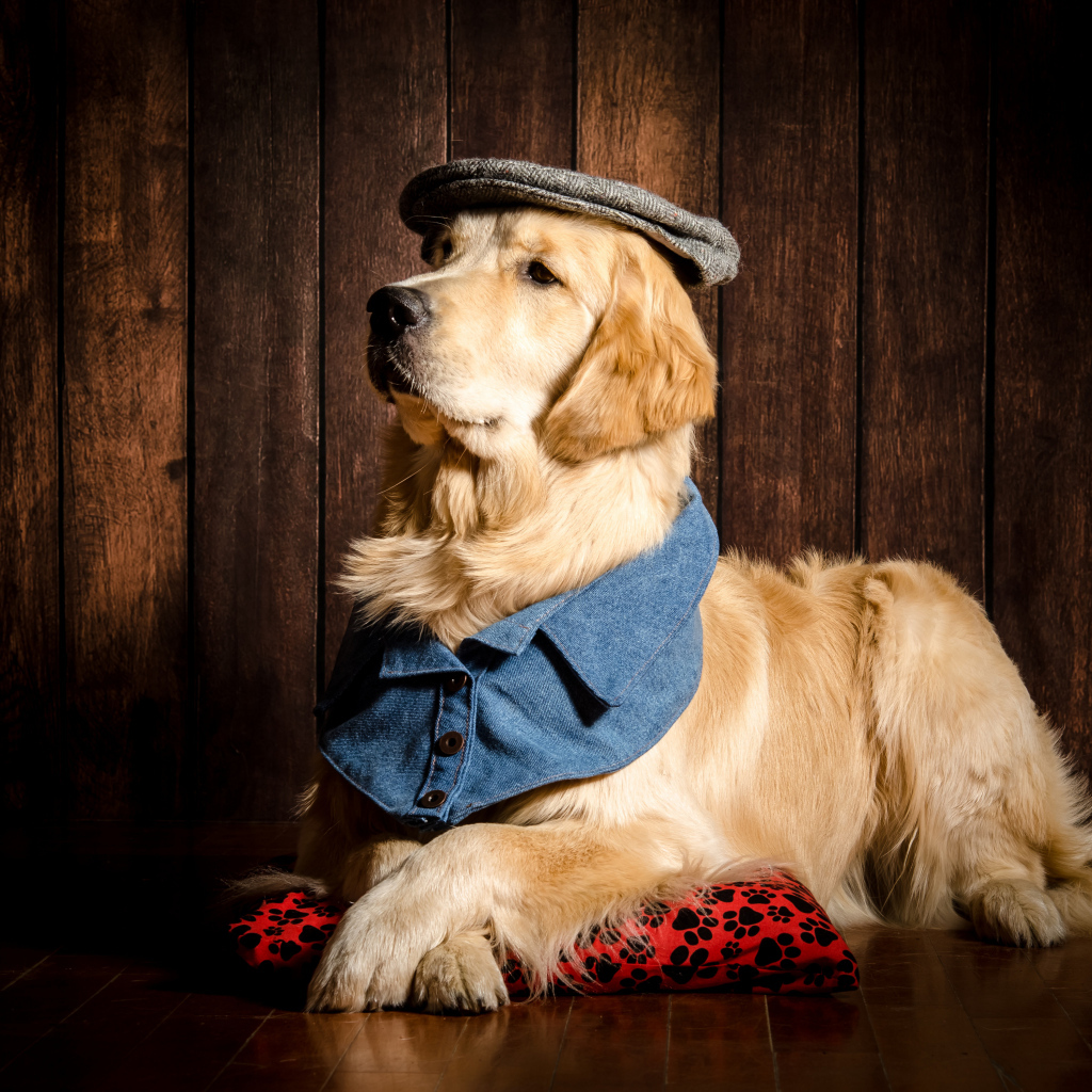 Золотистый ретривер в шляпе лежит на полу