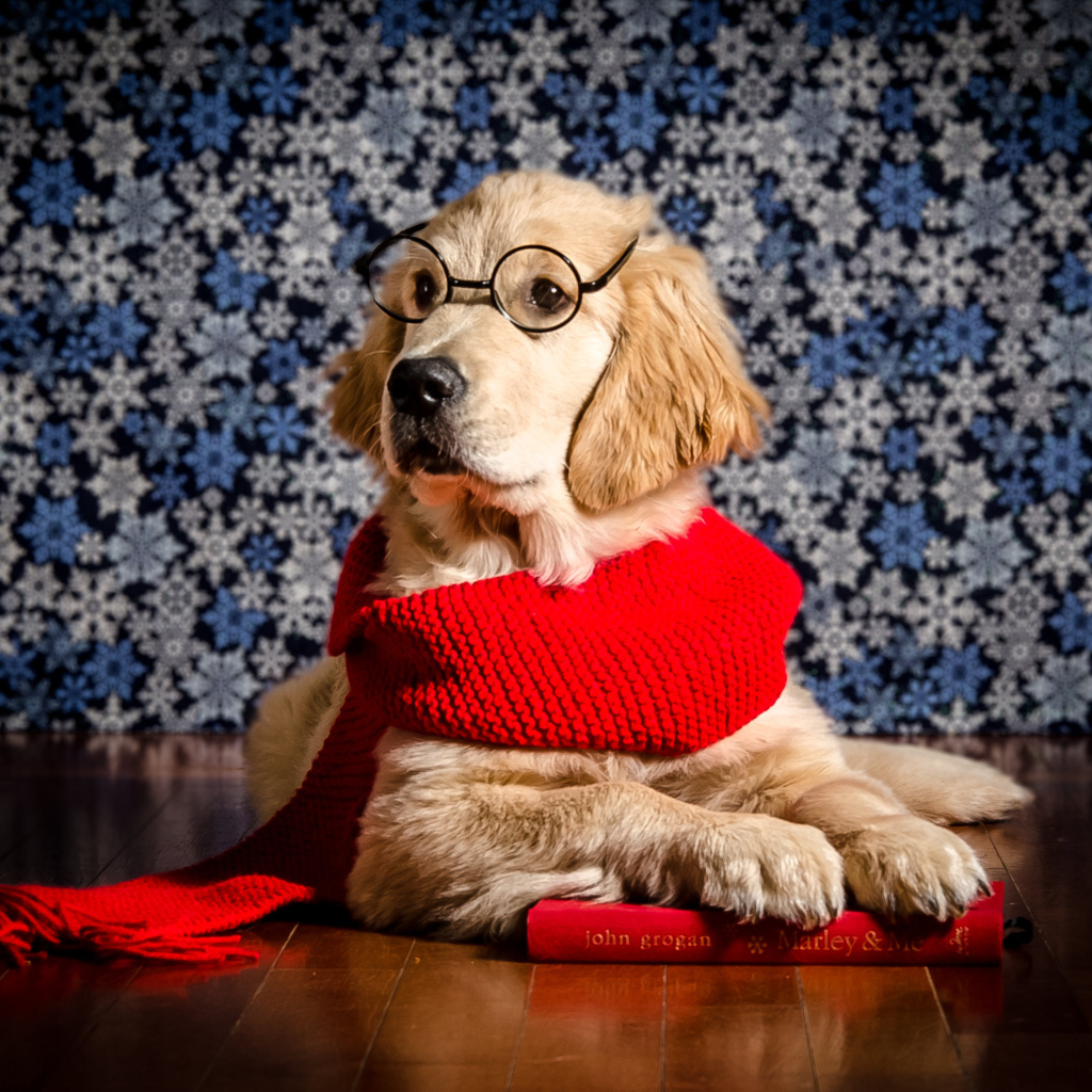 Золотистый ретривер в красном шарфе