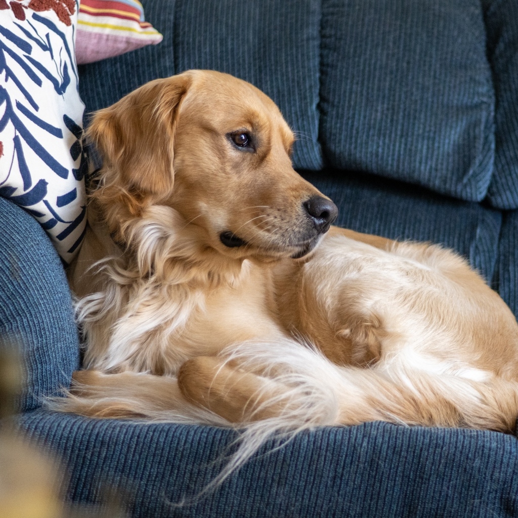 Золотистый ретривер лежит на диване