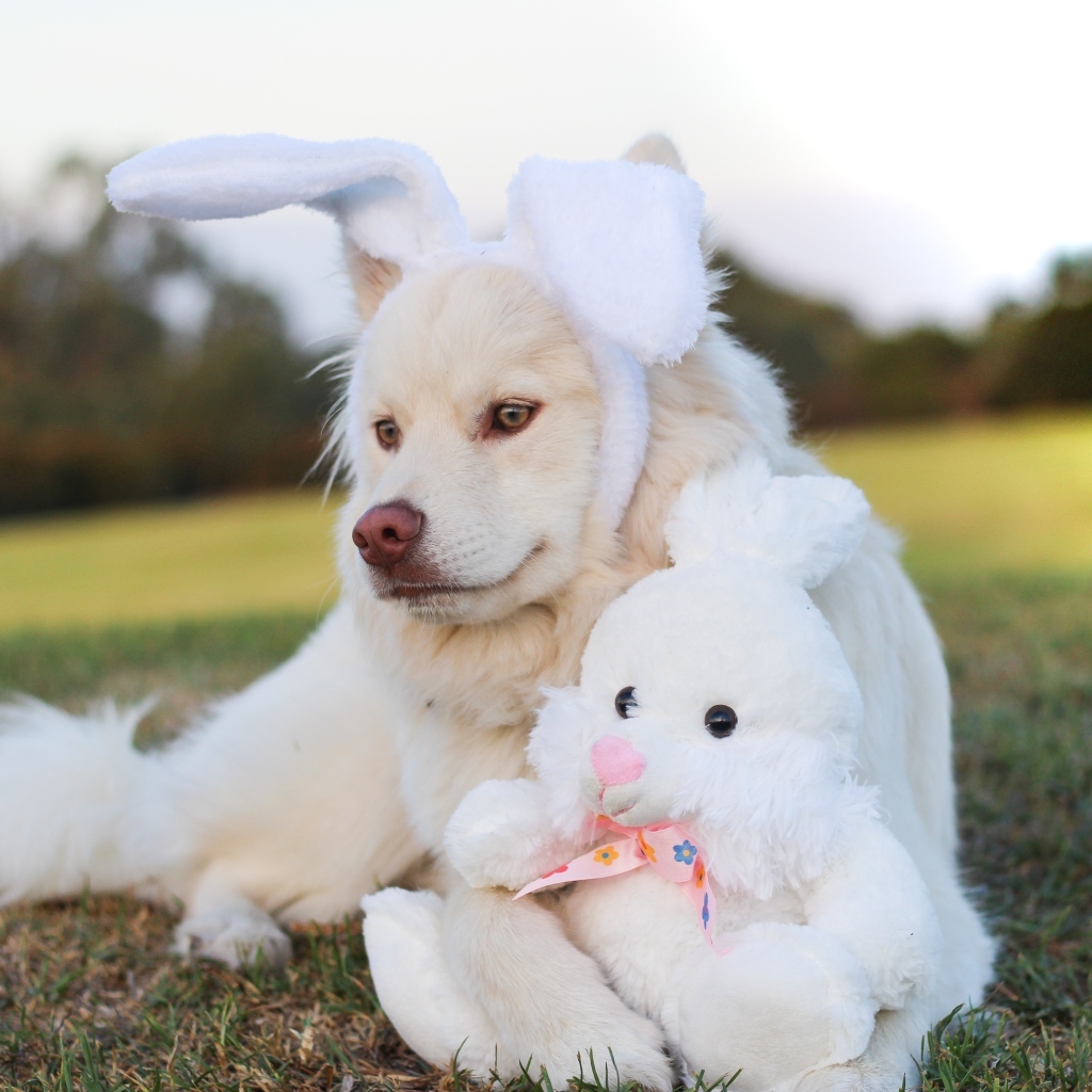 Золотистый ретривер с игрушечным зайцем
