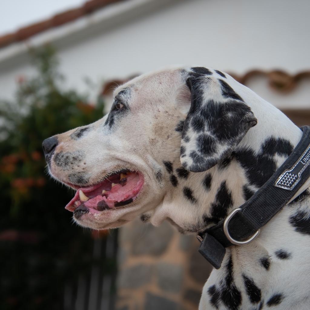 Большой пятнистый далматин в ошейнике