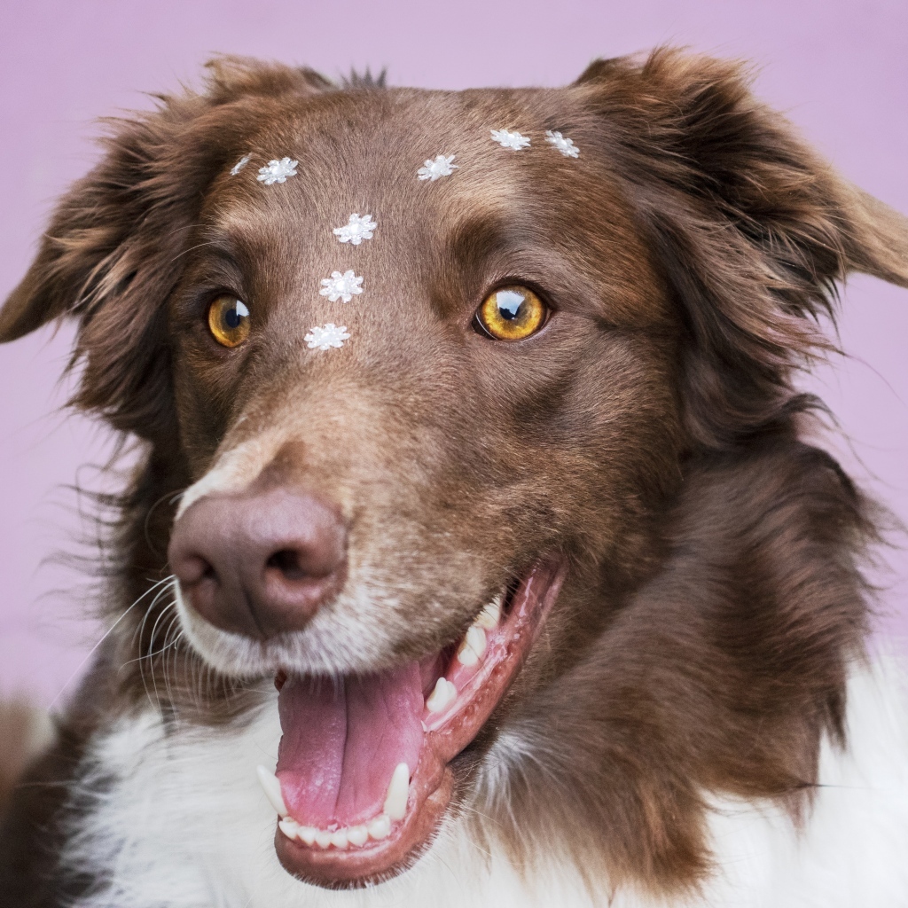 Довольный пес породы бордер колли