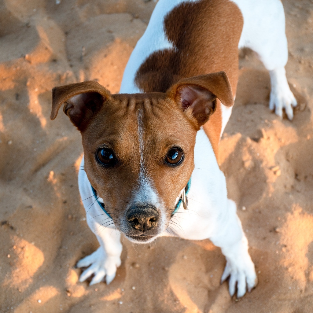 Пес породы джек рассел терьер стоит на песке 