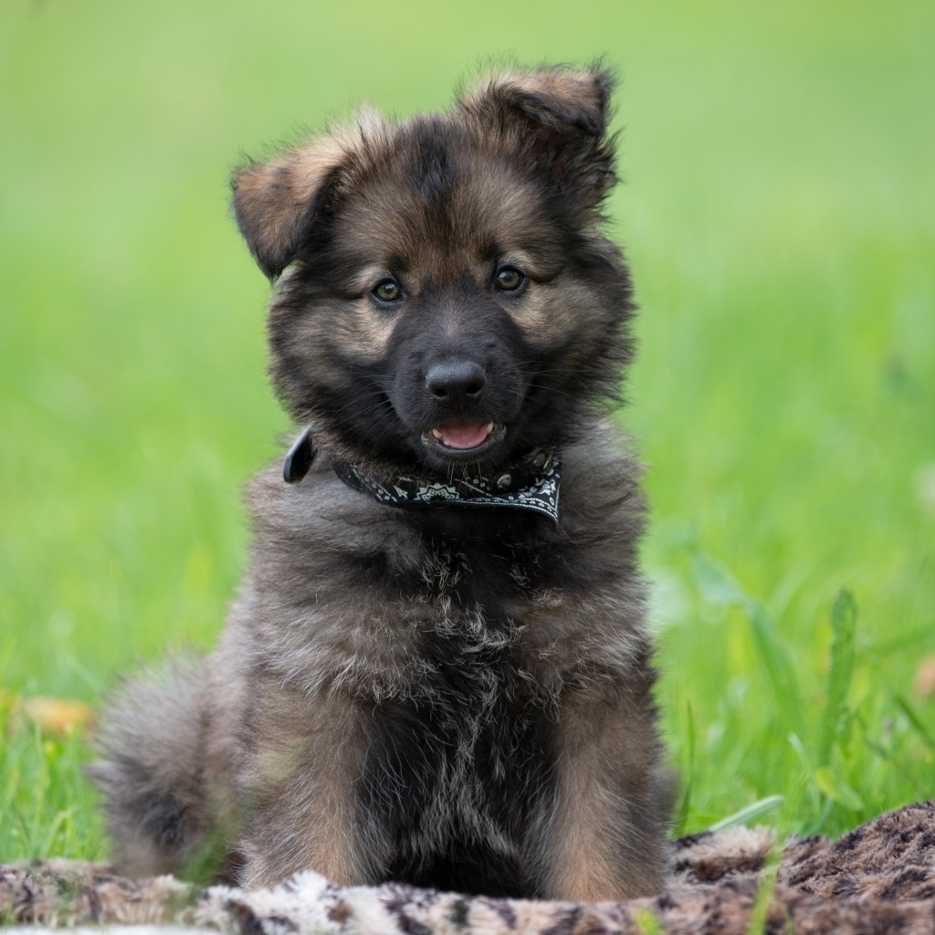 Маленький щенок немецкой овчарки сидит на траве