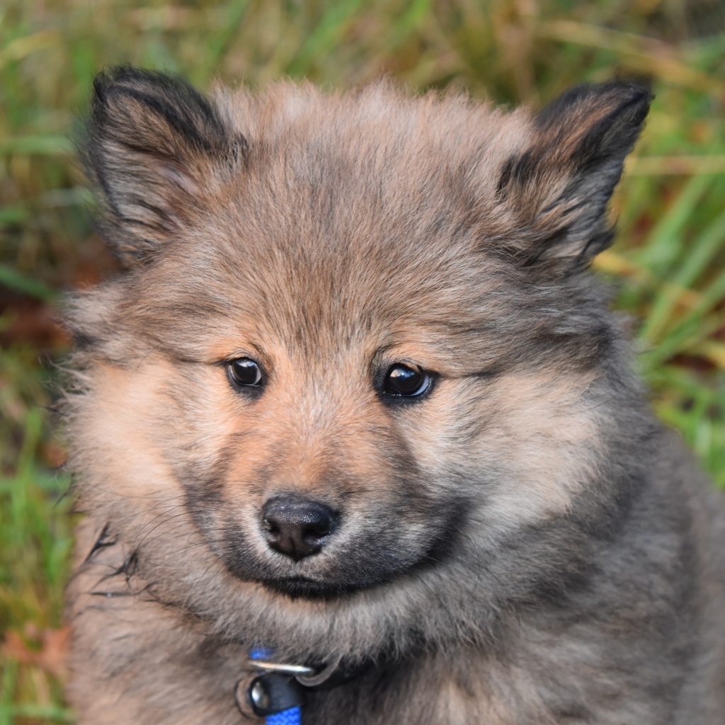Маленький евразийский щенок крупным планом