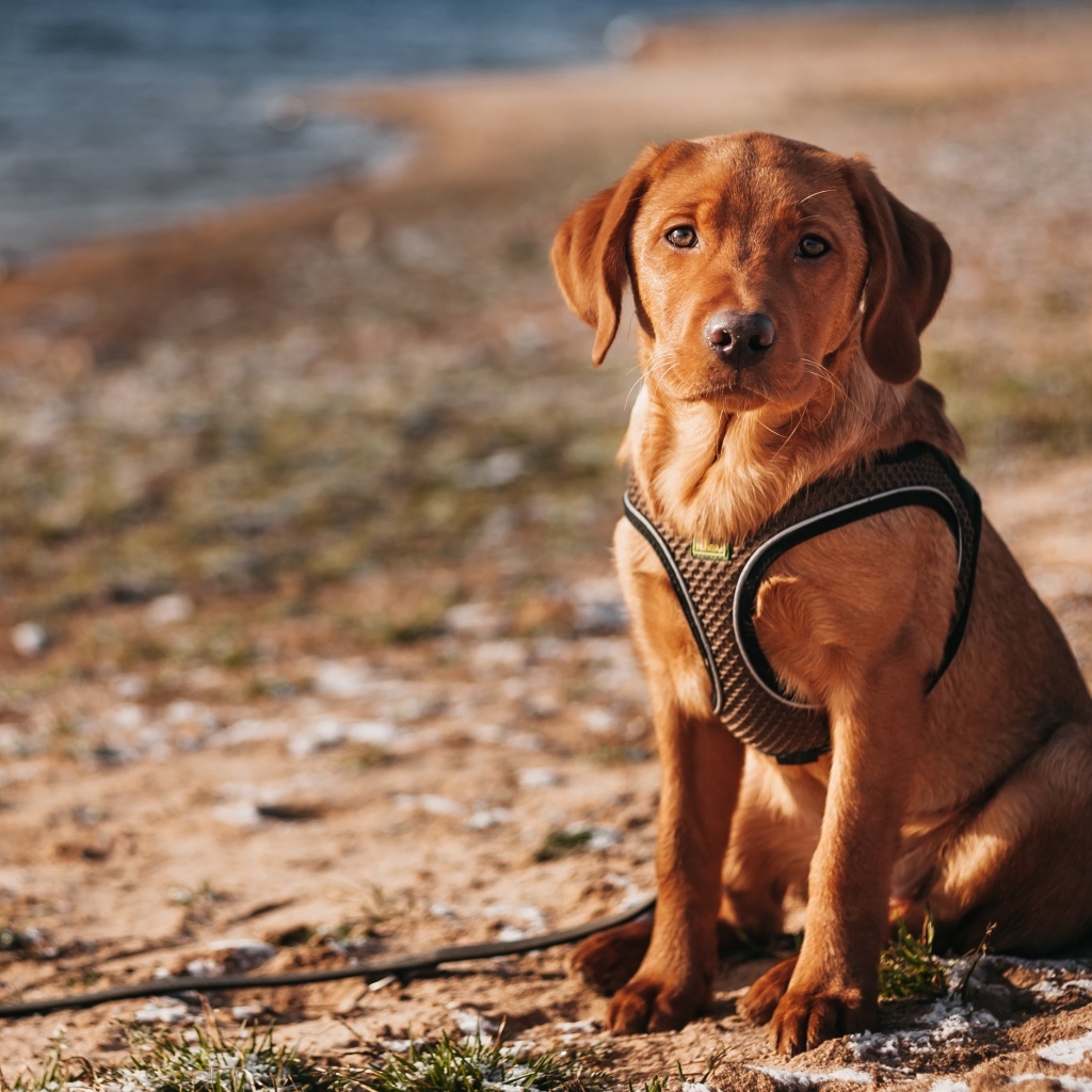 Маленький лабрадор сидит на песке