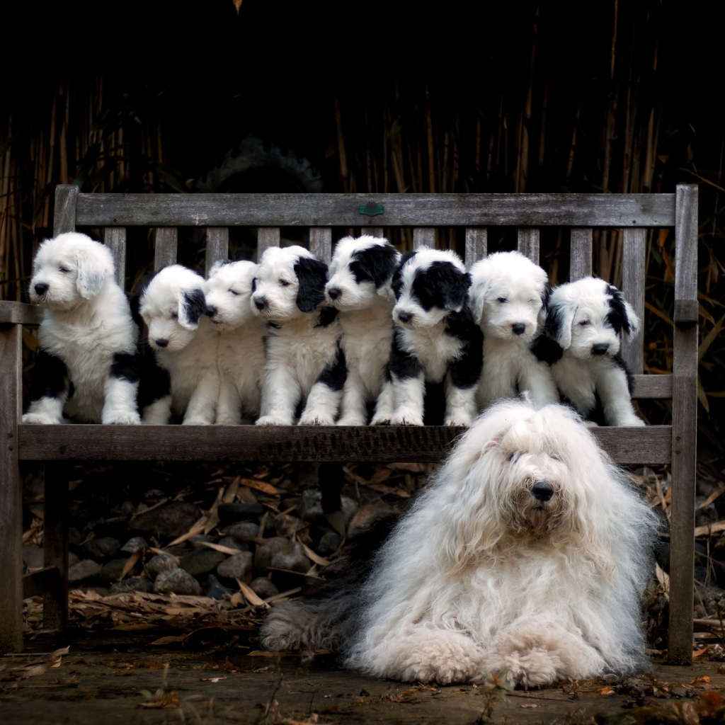 Маленькие щенки на скамейке