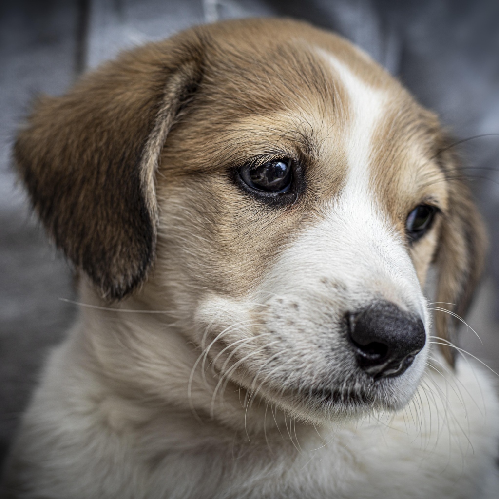 Маленький грустный щенок крупным планом