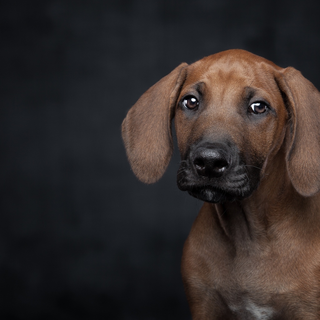 Маленький грустный породистый щенок на черном фоне