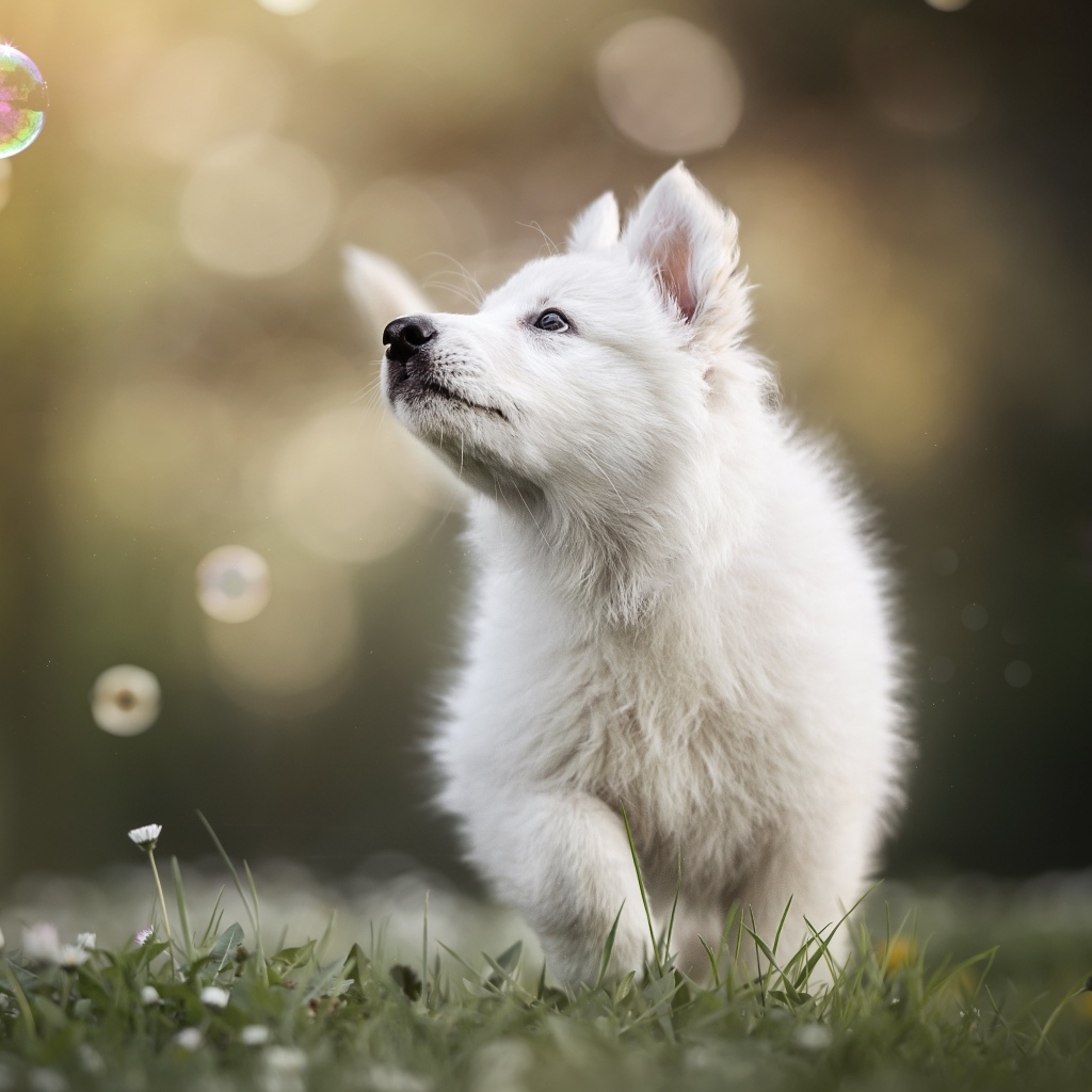 Маленький белый забавный щенок на траве
