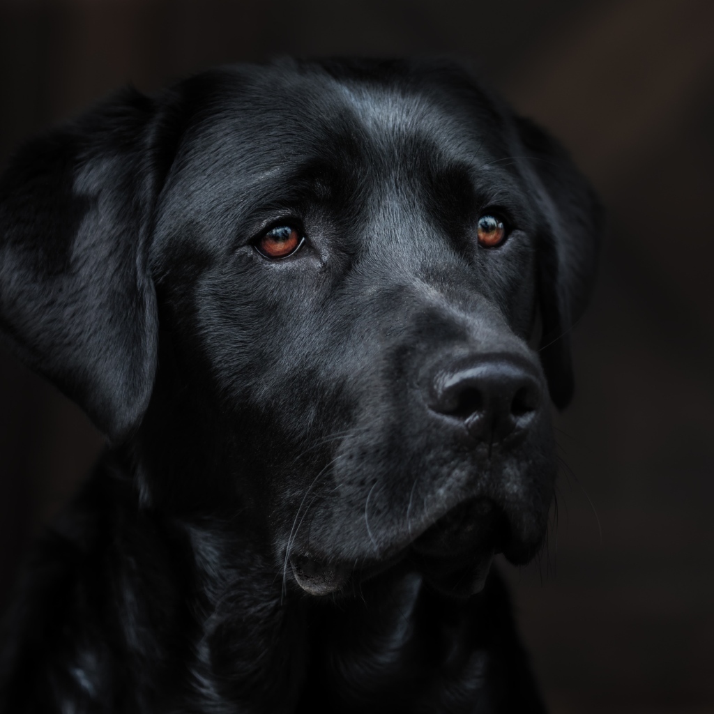 Морда черного лабрадора крупным планом