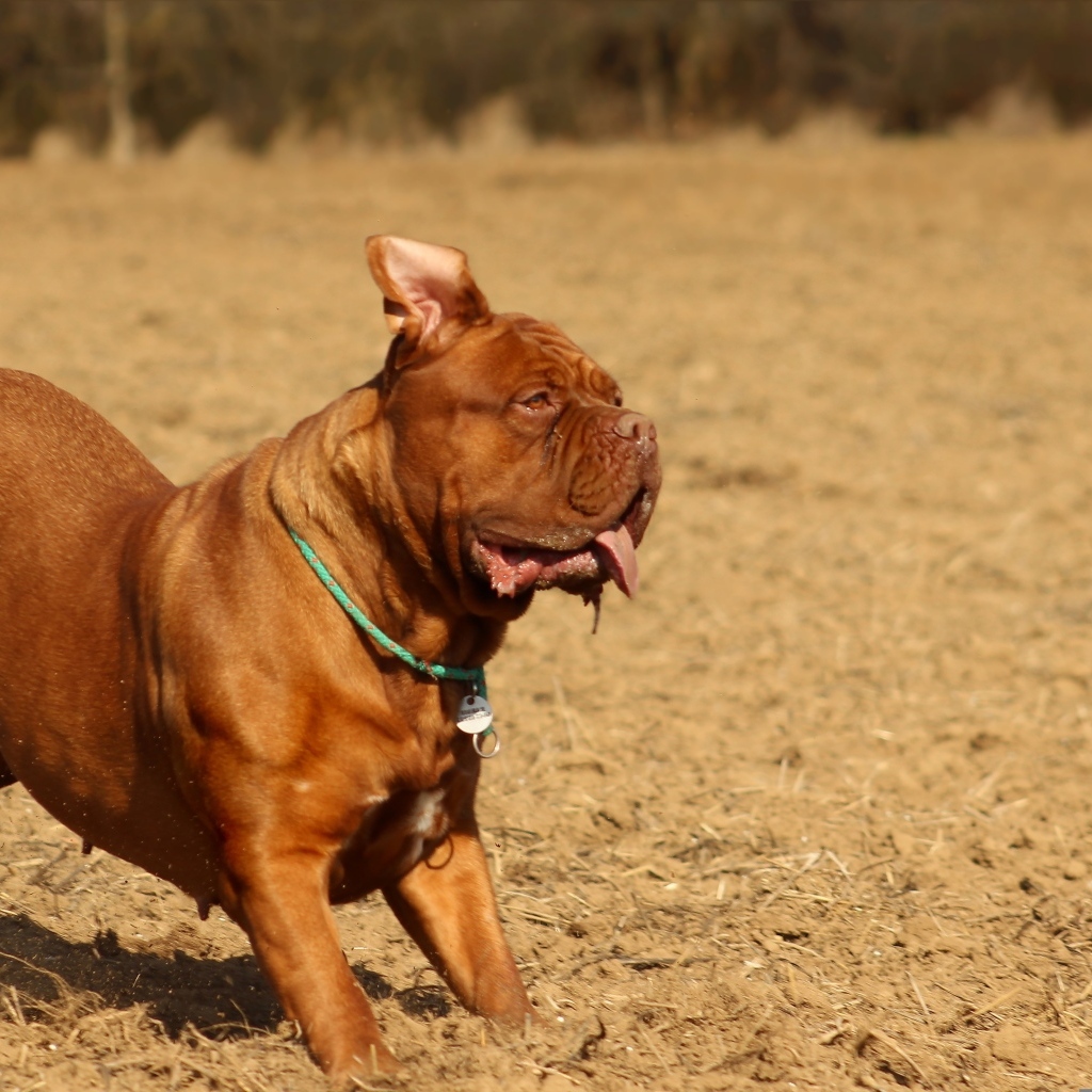 Породистый коричневый пес играет 
