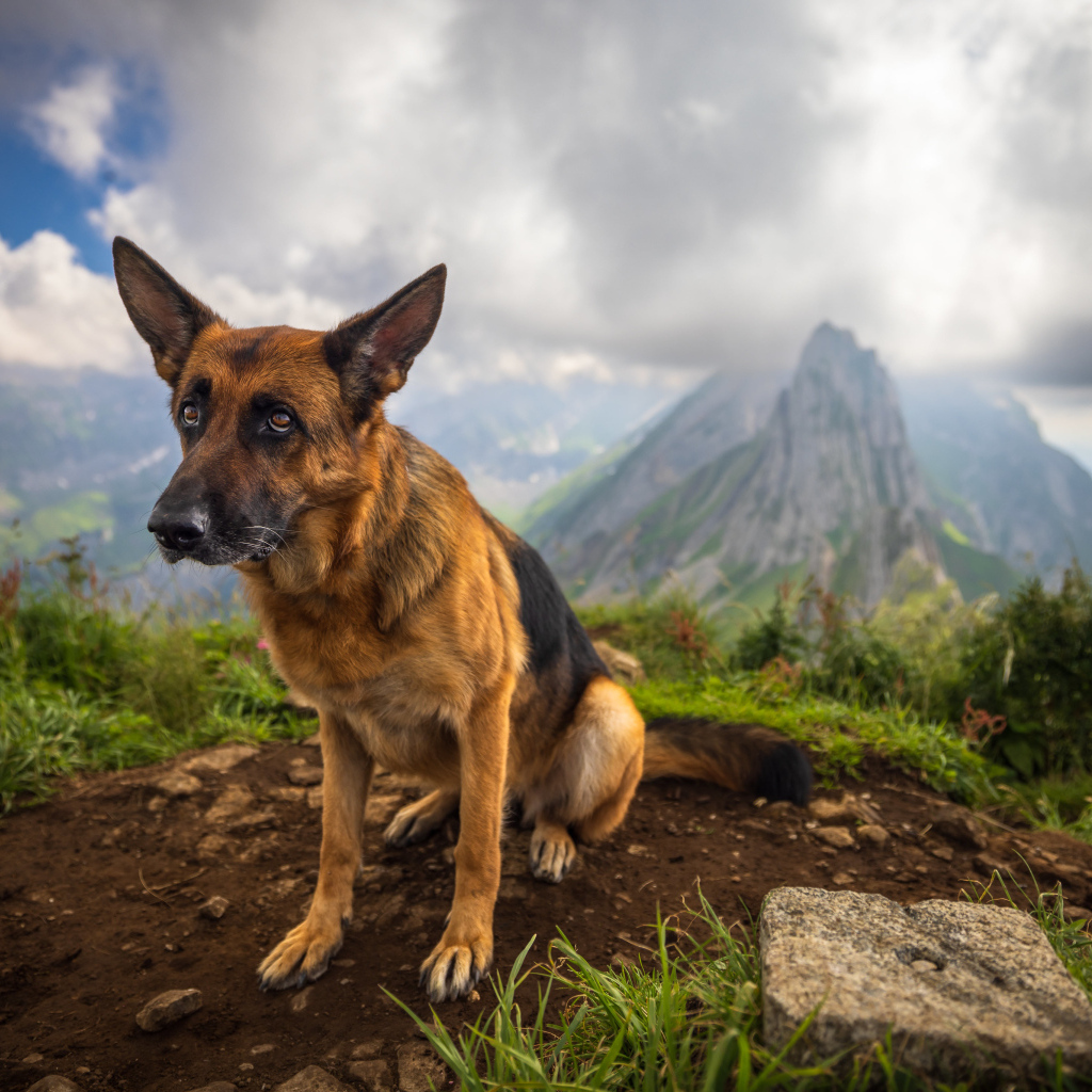 Грустная немецкая овчарка в горах
