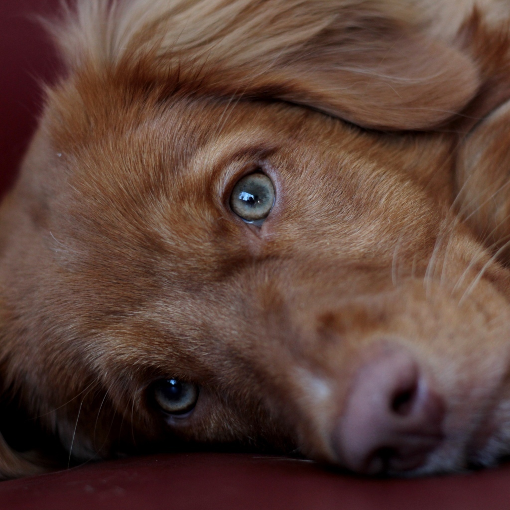 Грустный коричневый пес крупным планом