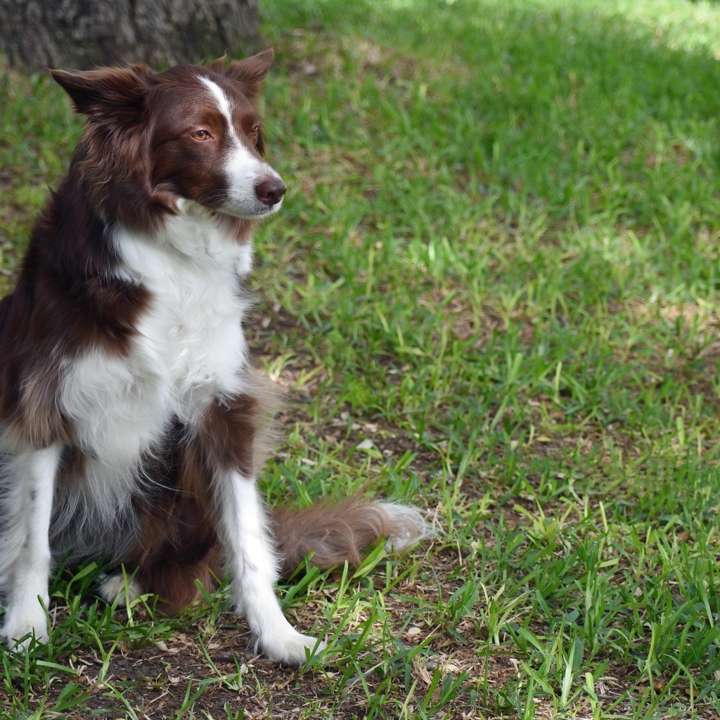 Грустный пес породы бордер колли сидит на траве