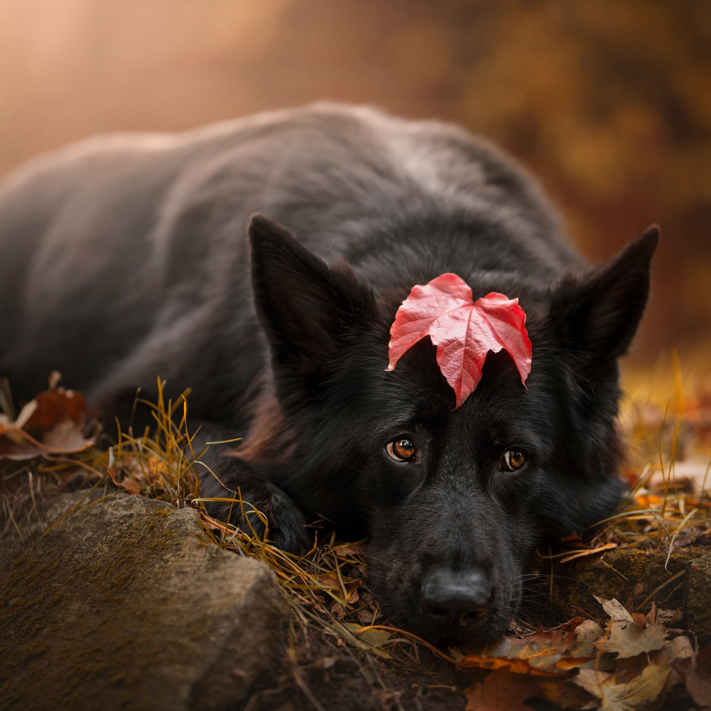 Грустный пес лежит на холодной земле