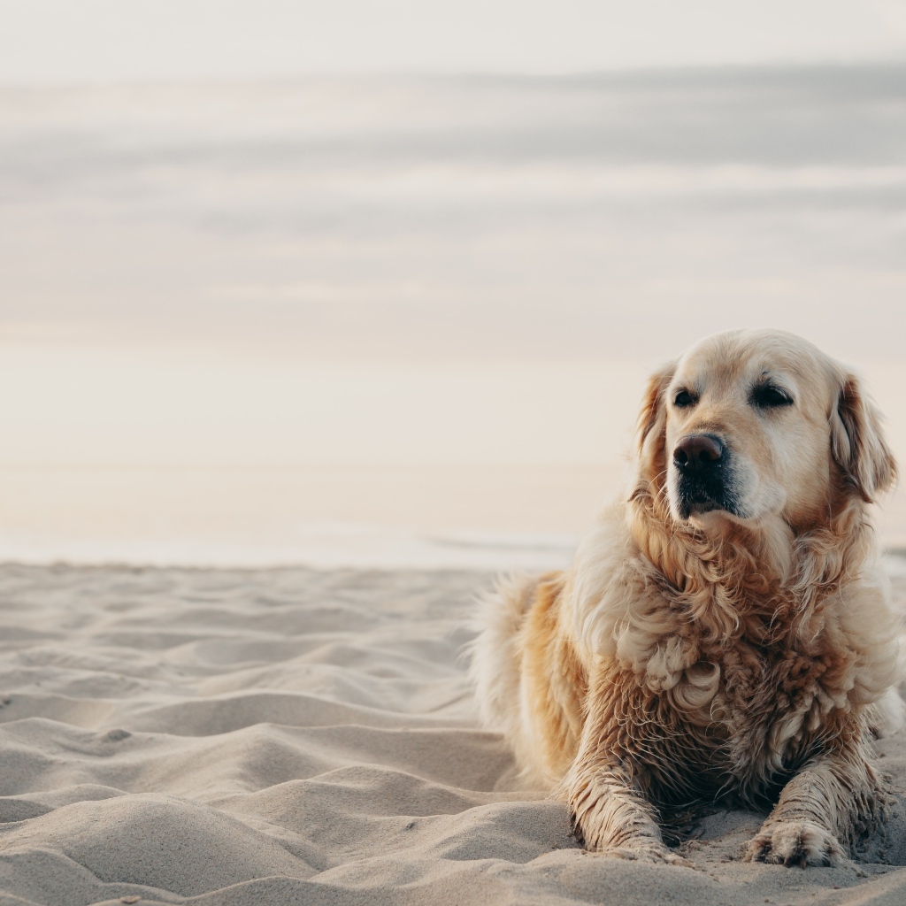 Грустный золотистый ретривер лежит на песке