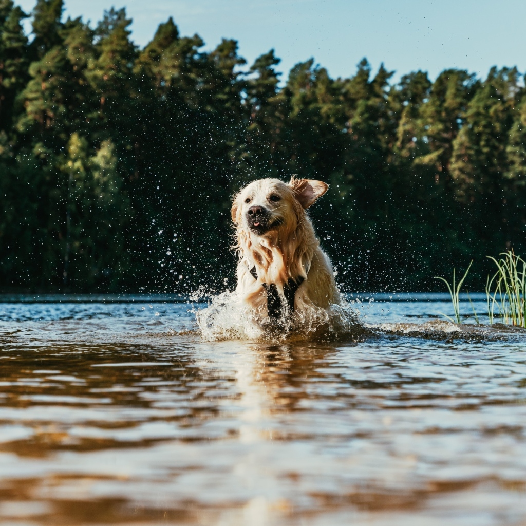 Довольный золотистый ретривер бежит по воде