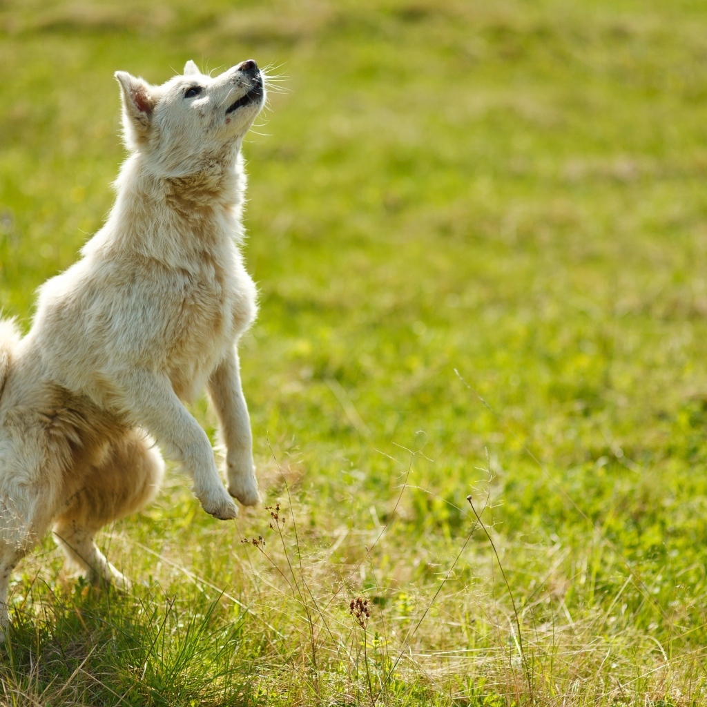 Довольная белая собака играет на зеленой траве