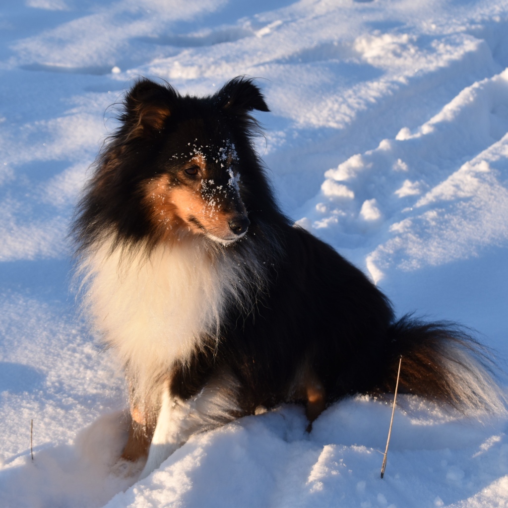 Собака породы шелти сидит на снегу