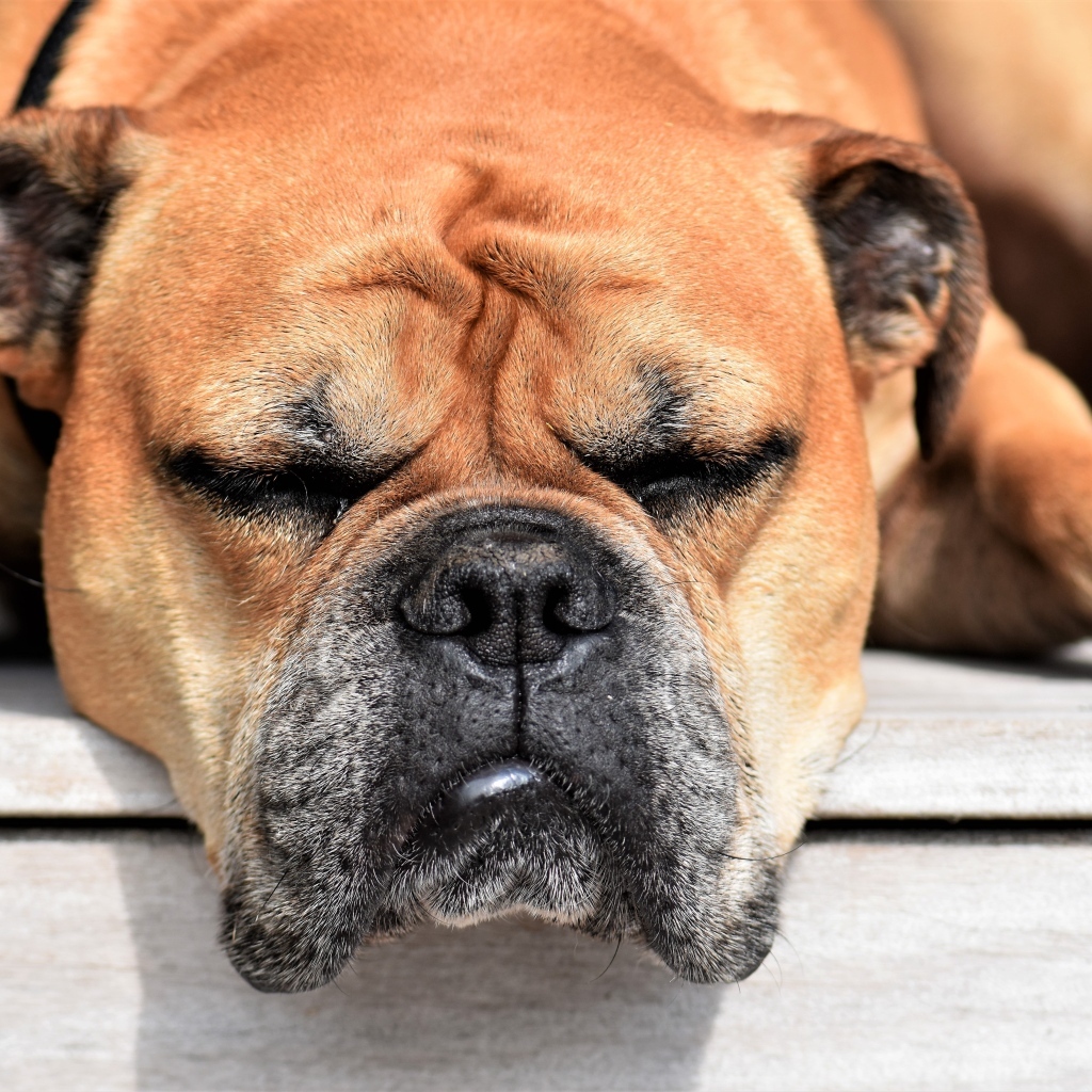 Спящий бульдог греется на солнце 