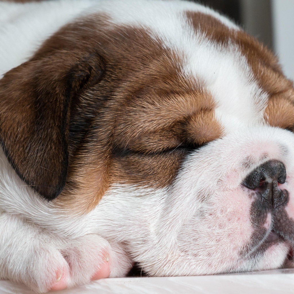 Спящий щенок английского бульдога