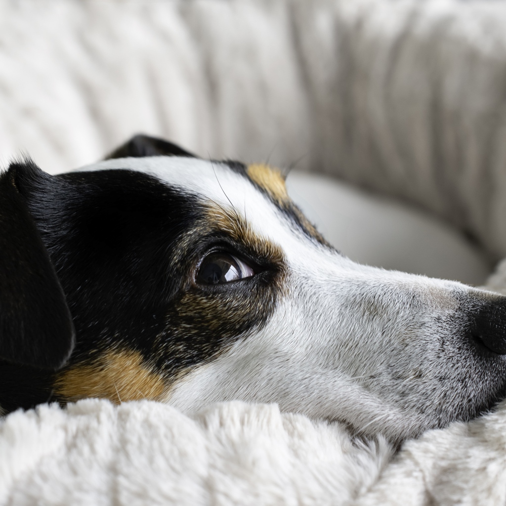 Сонный джек рассел терьер лежит на кровати 