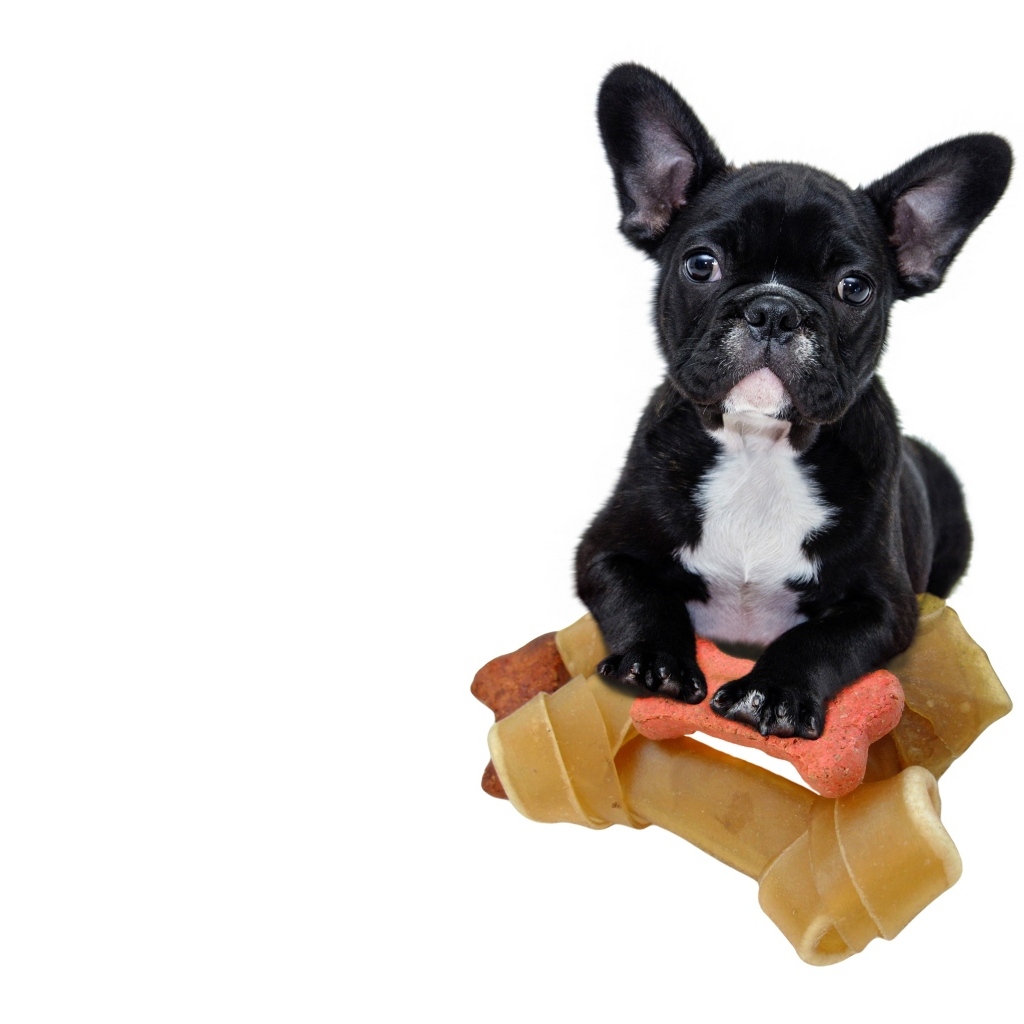Маленький черный французский бульдог с игрушками на белом фоне