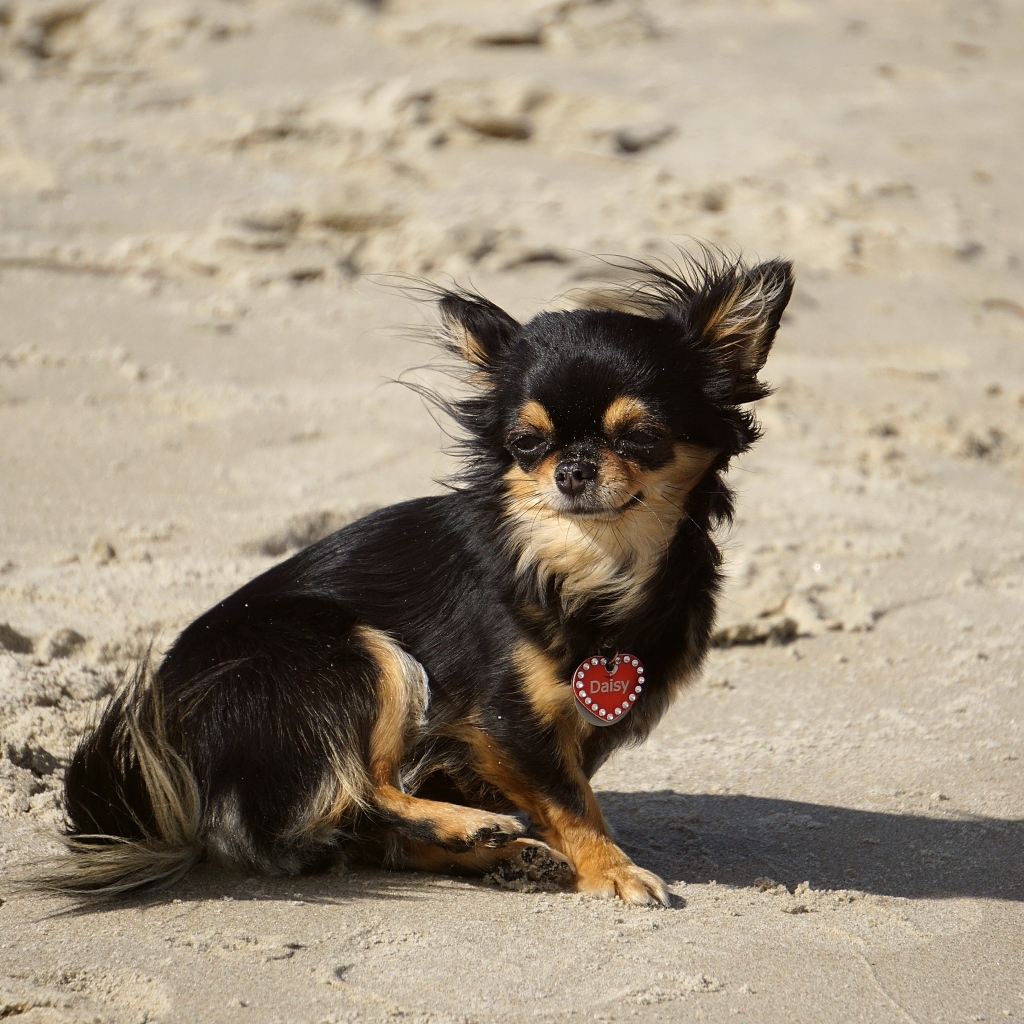 Маленькая собака чихуахуа сидит на песке 