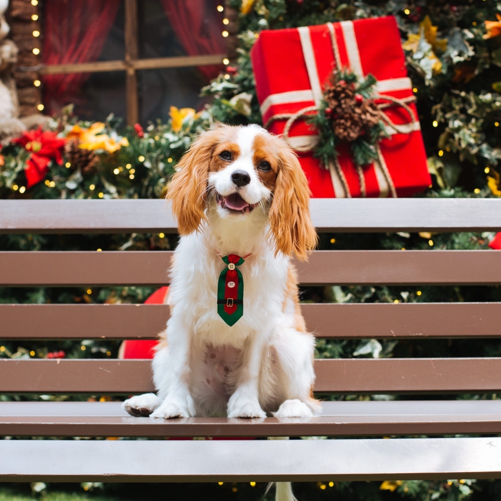 Smiling Charles King Spaniel sitting on a bench