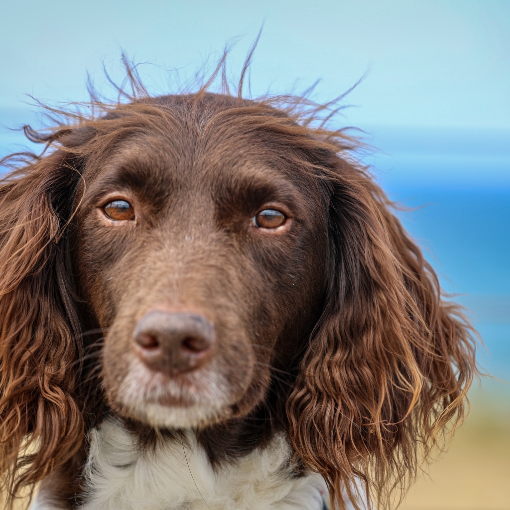 Спаниель с грустными глазами