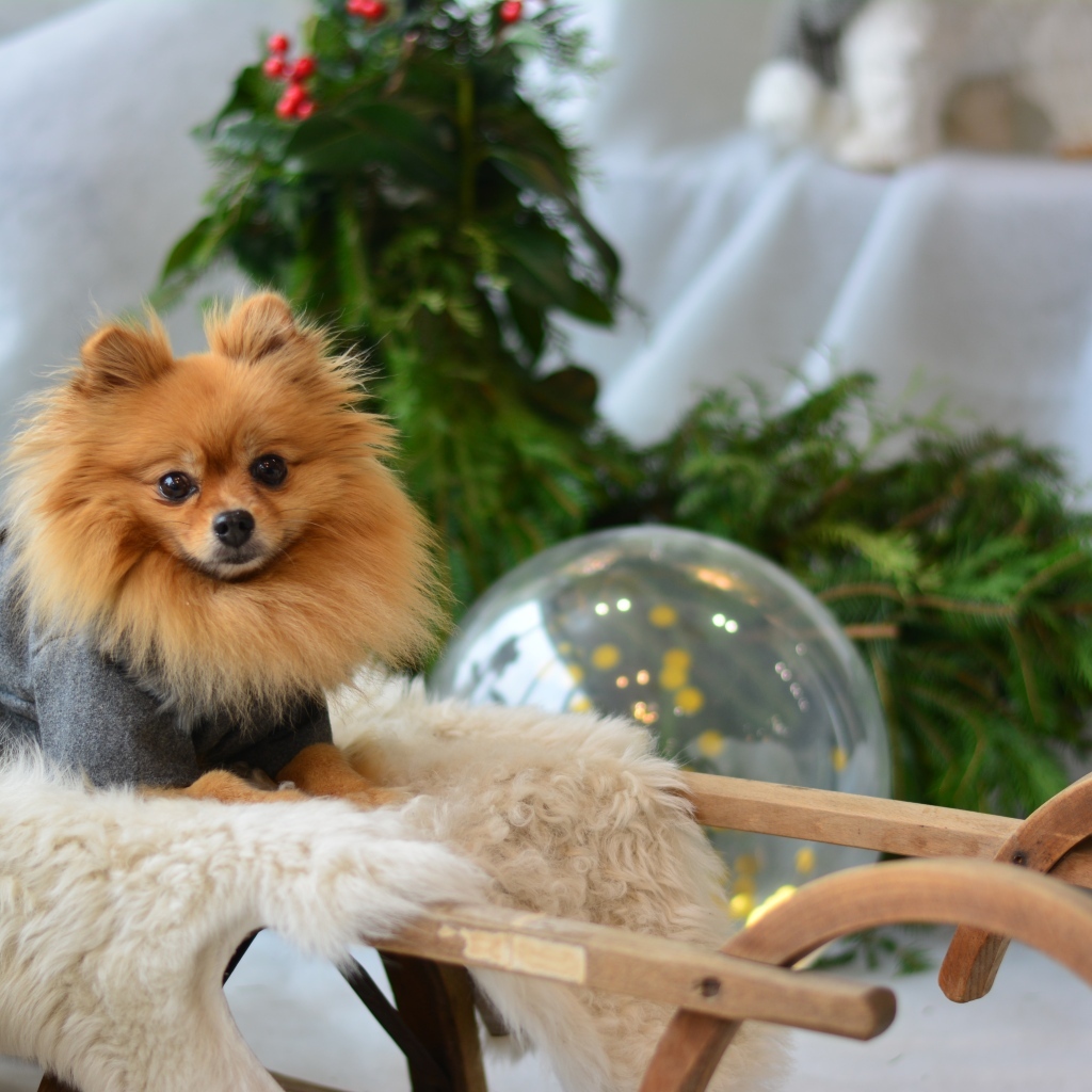 Шпиц сидит в деревянных санях