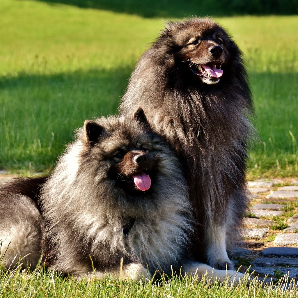 Две  пушистые собаки породы Кеесхонд