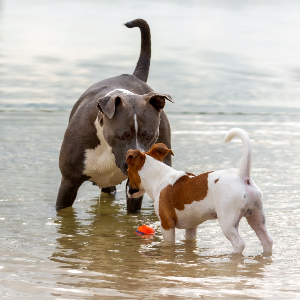 Две породистые собаки знакомятся в воде