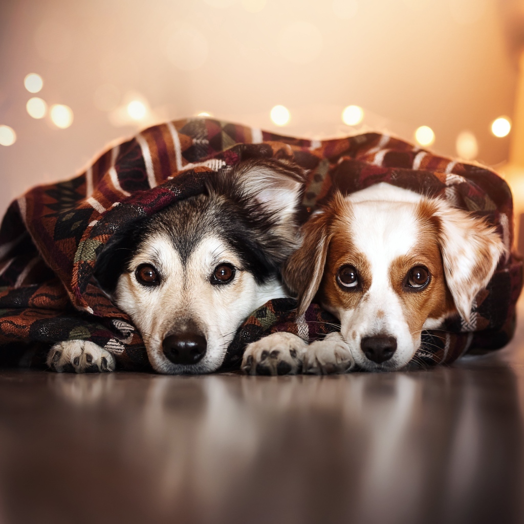 Два породистых пса лежат под одеялом