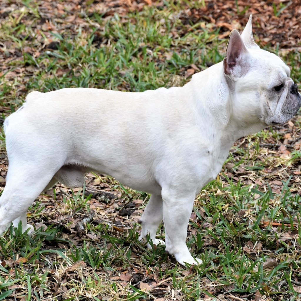 Белый французский бульдог вид сбоку