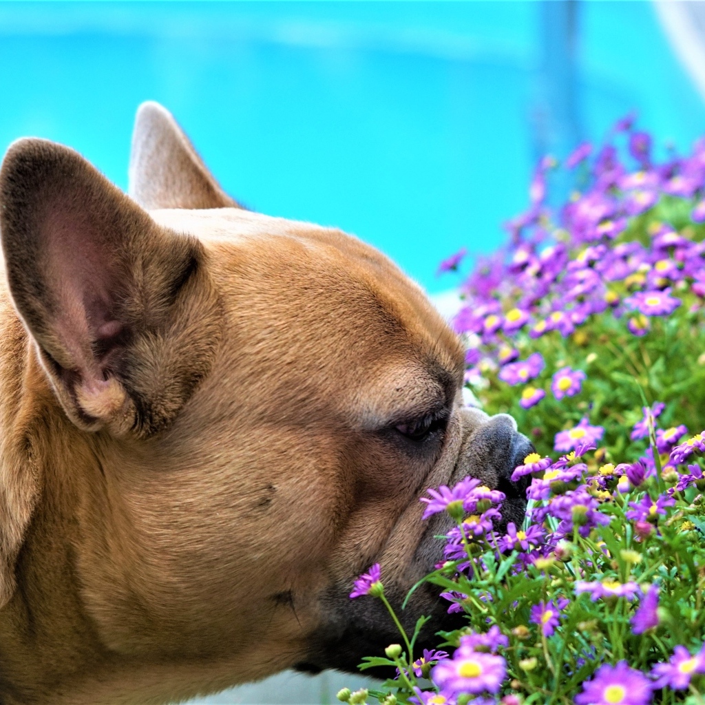 Французский бульдог нюхает цветы