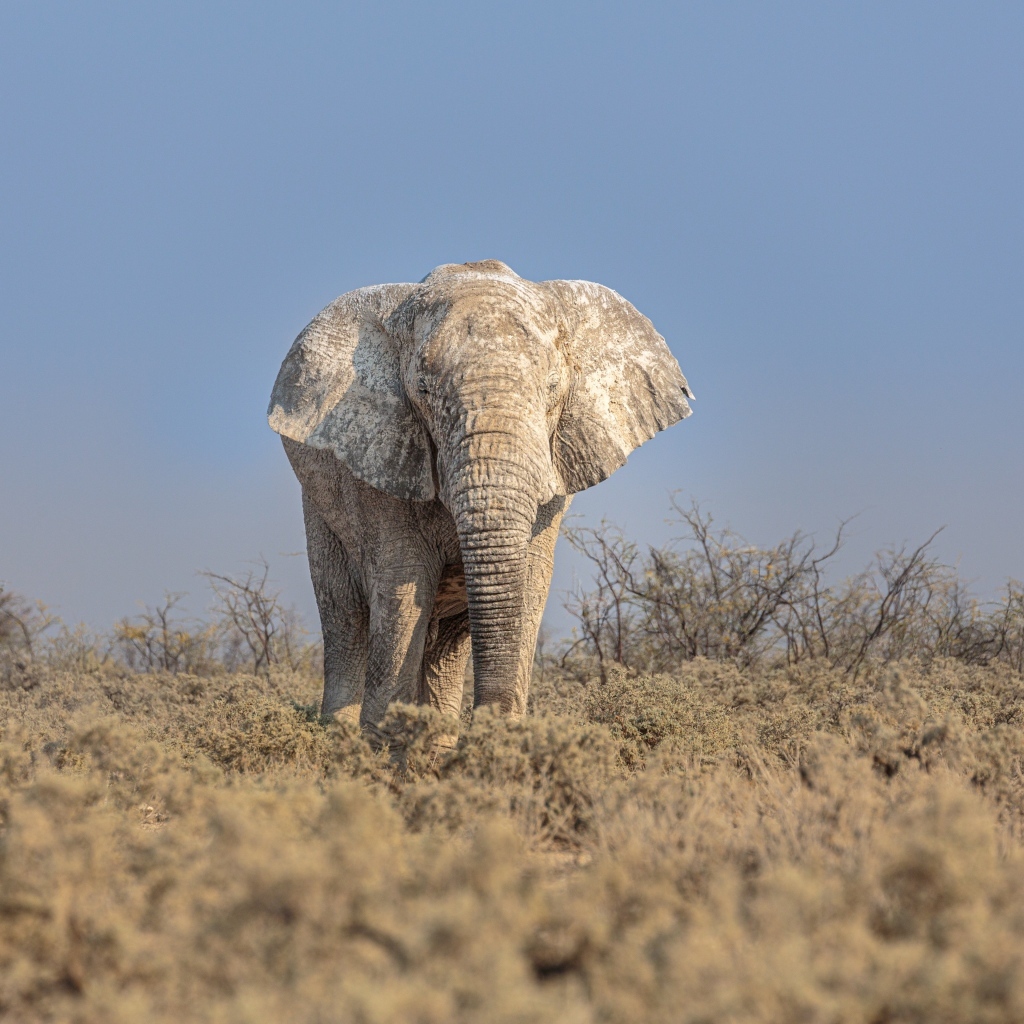 слон не прыгает. слоны умеют прыгать. слон прыгает. слоны умеют прыгать. слоны умеют прыгать.