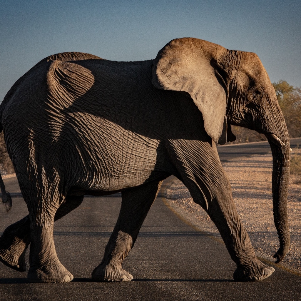 Большой серый слон переходит дорогу